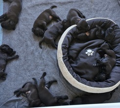 10 Labrador Retriever til salg på købhund.dk