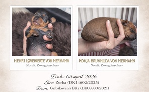 2 Dværgpinscher til salg på købhund.dk