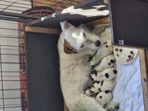 5 Jack Russell Terrier til salg på købhund.dk