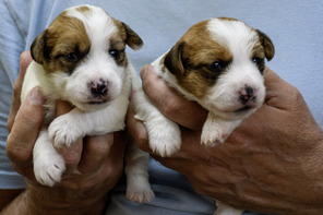 5 Jack Russell Terrier til salg på købhund.dk