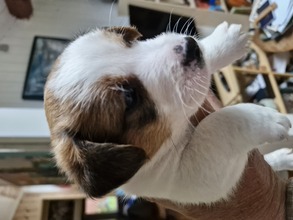 5 Jack Russell Terrier til salg på købhund.dk