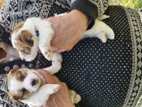 5 Jack Russell Terrier til salg på købhund.dk