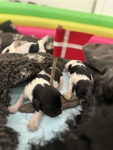 11 Grosser Münsterländer til salg på købhund.dk