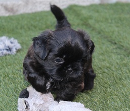 2 Shih Tzu til salg på købhund.dk
