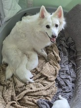 3 Dansk Spids til salg på købhund.dk