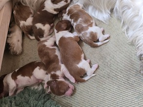 6 Welsh Springer Spaniel til salg på købhund.dk