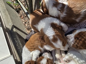 6 Welsh Springer Spaniel til salg på købhund.dk
