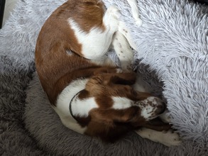 6 Welsh Springer Spaniel til salg på købhund.dk