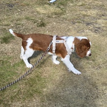 6 Welsh Springer Spaniel til salg på købhund.dk