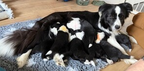7 Border Collie til salg på købhund.dk