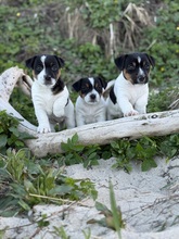 3 Jack Russell Terrier til salg på købhund.dk