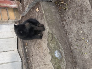 4 Schipperke til salg på købhund.dk