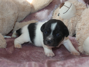 6 Dansk/Svensk Gårdhund til salg på købhund.dk