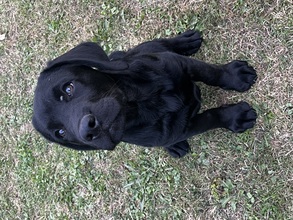 6 Labrador Retriever til salg på købhund.dk