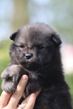 7 Finsk Lapphund til salg på købhund.dk