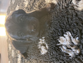 5 Labrador Retriever til salg på købhund.dk