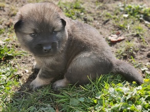 7 Eurasier til salg på købhund.dk