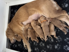 10 Golden Retriever til salg på købhund.dk