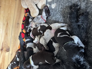 10 Ruhåret Hønsehund til salg på købhund.dk