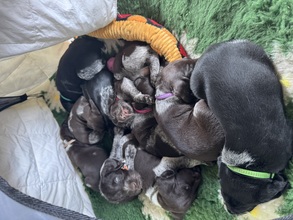 10 Ruhåret Hønsehund til salg på købhund.dk