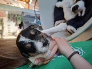 5 Parson Russell Terrier til salg på købhund.dk