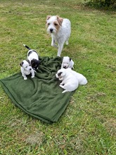 5 Parson Russell Terrier til salg på købhund.dk