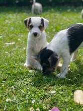 5 Parson Russell Terrier til salg på købhund.dk