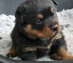 1 Rottweiler til salg på købhund.dk
