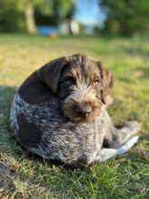 13 Ruhåret Hønsehund til salg på købhund.dk