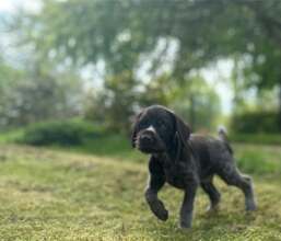 13 Ruhåret Hønsehund til salg på købhund.dk