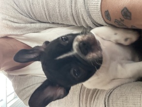 6 Fransk Bulldog til salg på købhund.dk