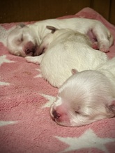 3 Malteser til salg på købhund.dk