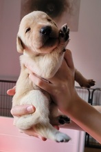 9 Labrador Retriever til salg på købhund.dk