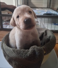 9 Labrador Retriever til salg på købhund.dk