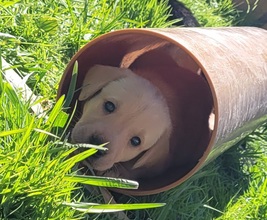 9 Labrador Retriever til salg på købhund.dk