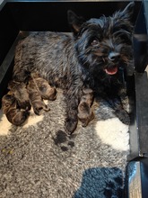 6 Cairn Terrier til salg på købhund.dk