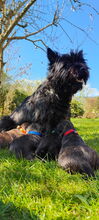 6 Cairn Terrier til salg på købhund.dk