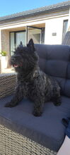 6 Cairn Terrier til salg på købhund.dk