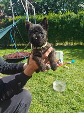 6 Cairn Terrier til salg på købhund.dk