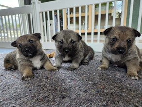 5 Västgötaspids til salg på købhund.dk