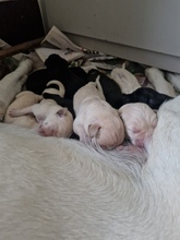 10 Labrador Retriever til salg på købhund.dk