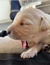 10 Labrador Retriever til salg på købhund.dk