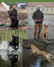 10 Labrador Retriever til salg på købhund.dk
