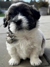 4 Coton de Tulear til salg på købhund.dk