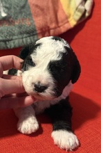 4 Spansk Vandhund til salg på købhund.dk