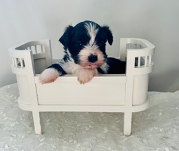 5 Bichon Havanais til salg på købhund.dk