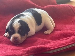 2 Dansk/Svensk Gårdhund til salg på købhund.dk