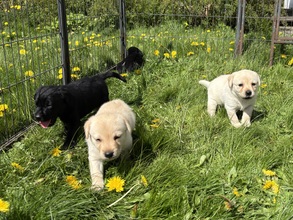 8 Labrador Retriever til salg på købhund.dk
