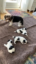4 Biewer til salg på købhund.dk