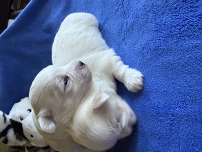 2 Coton de Tulear til salg på købhund.dk